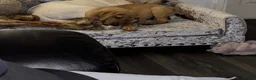 Labrador Retriever dogs for sale: Beautiful 10week Red Fox Puppy - Advert 1