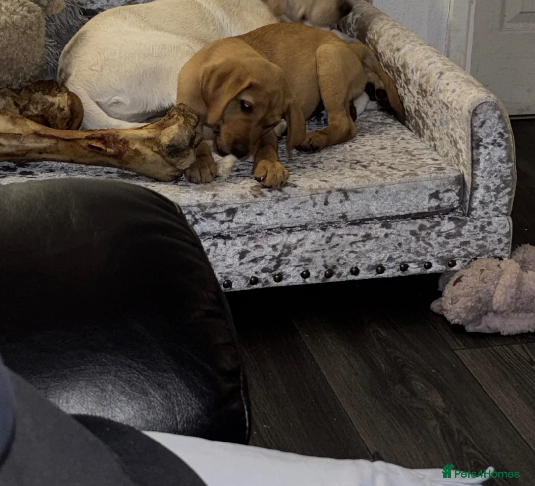 Labrador Retriever dogs for sale: Beautiful 10week Red Fox Puppy - Advert 1