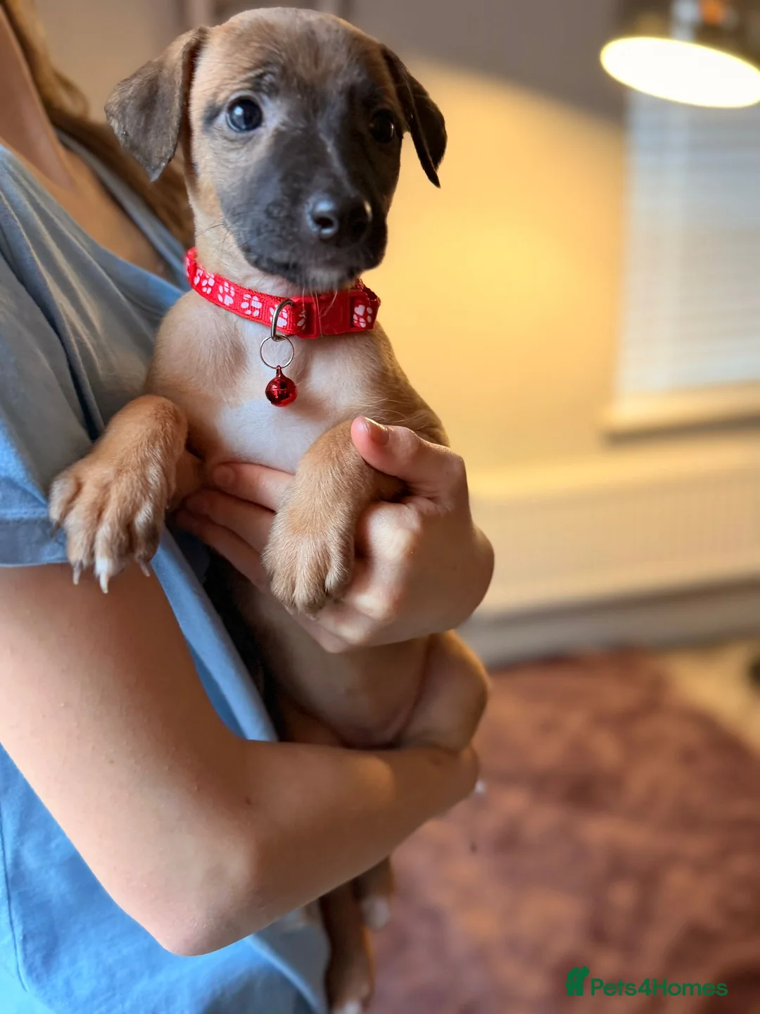 Mixed Breed dogs for sale: All Girls Greyhound/Whippet/Lurcher Cross Puppies! - Advert 2