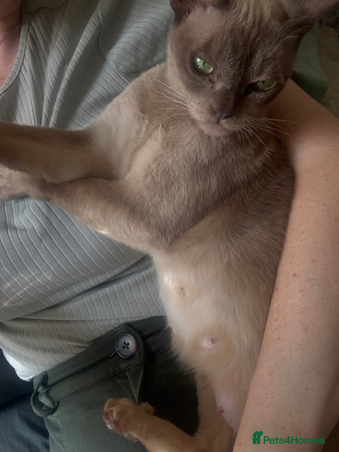 Burmese cats for sale: Stunning chocolate Burmese girl - Advert 2