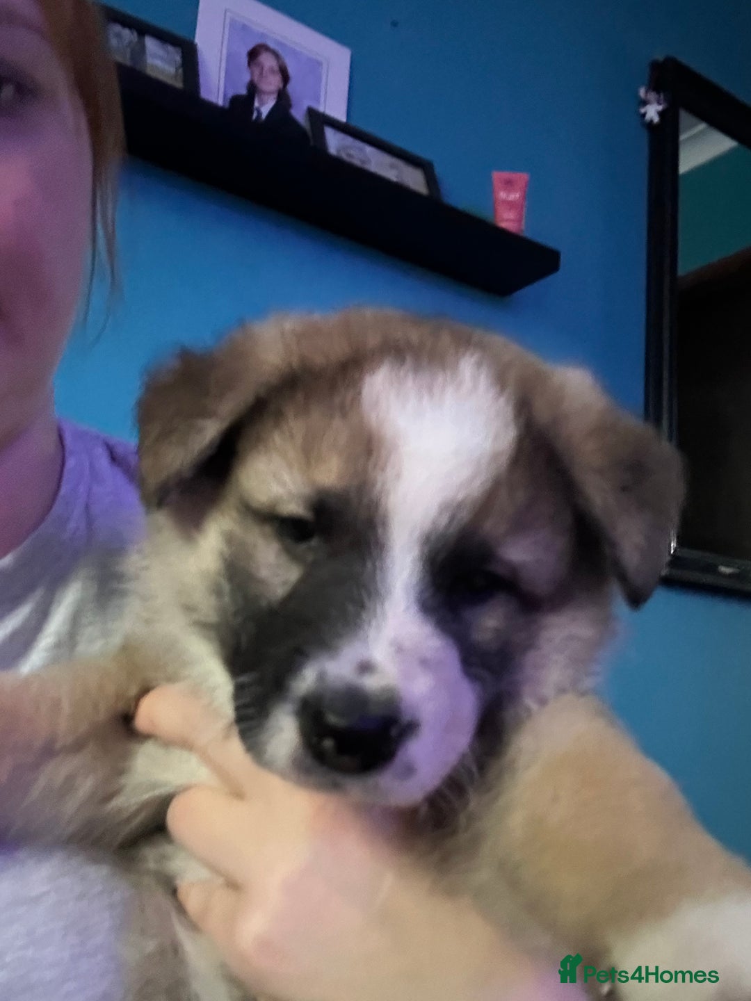 Mixed Breed dogs for sale: Gorgeous pups  - Advert 16