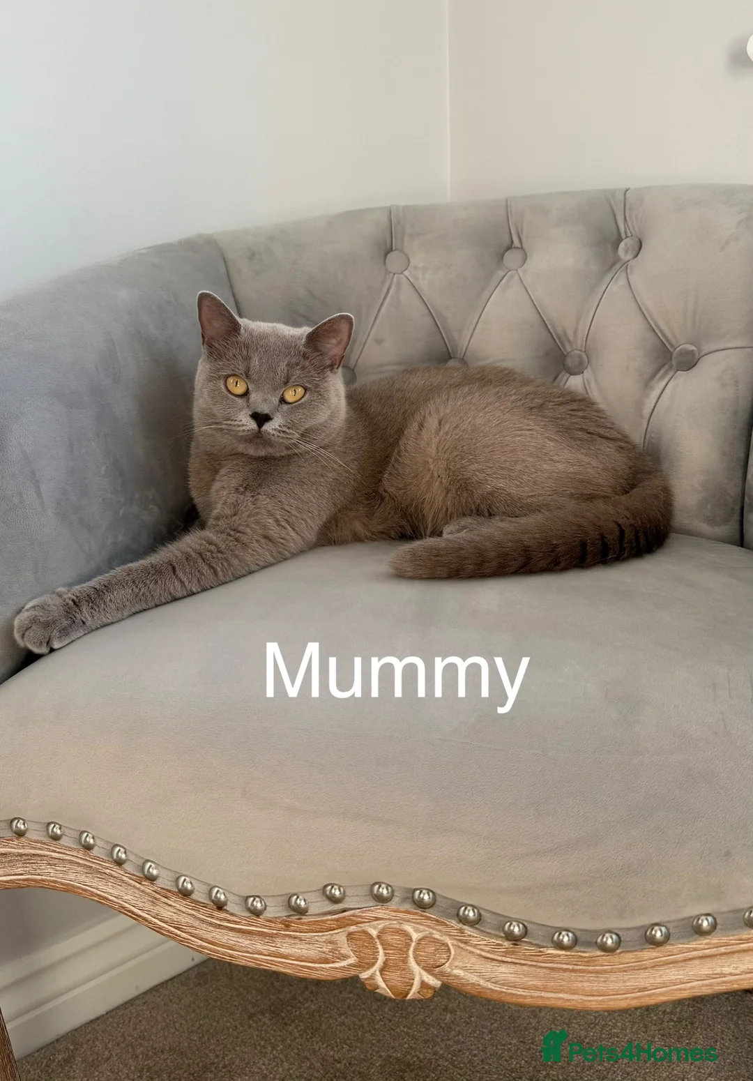 British Shorthair cats for sale: Ready for new homes - British Shorthair Kittens - Advert 2