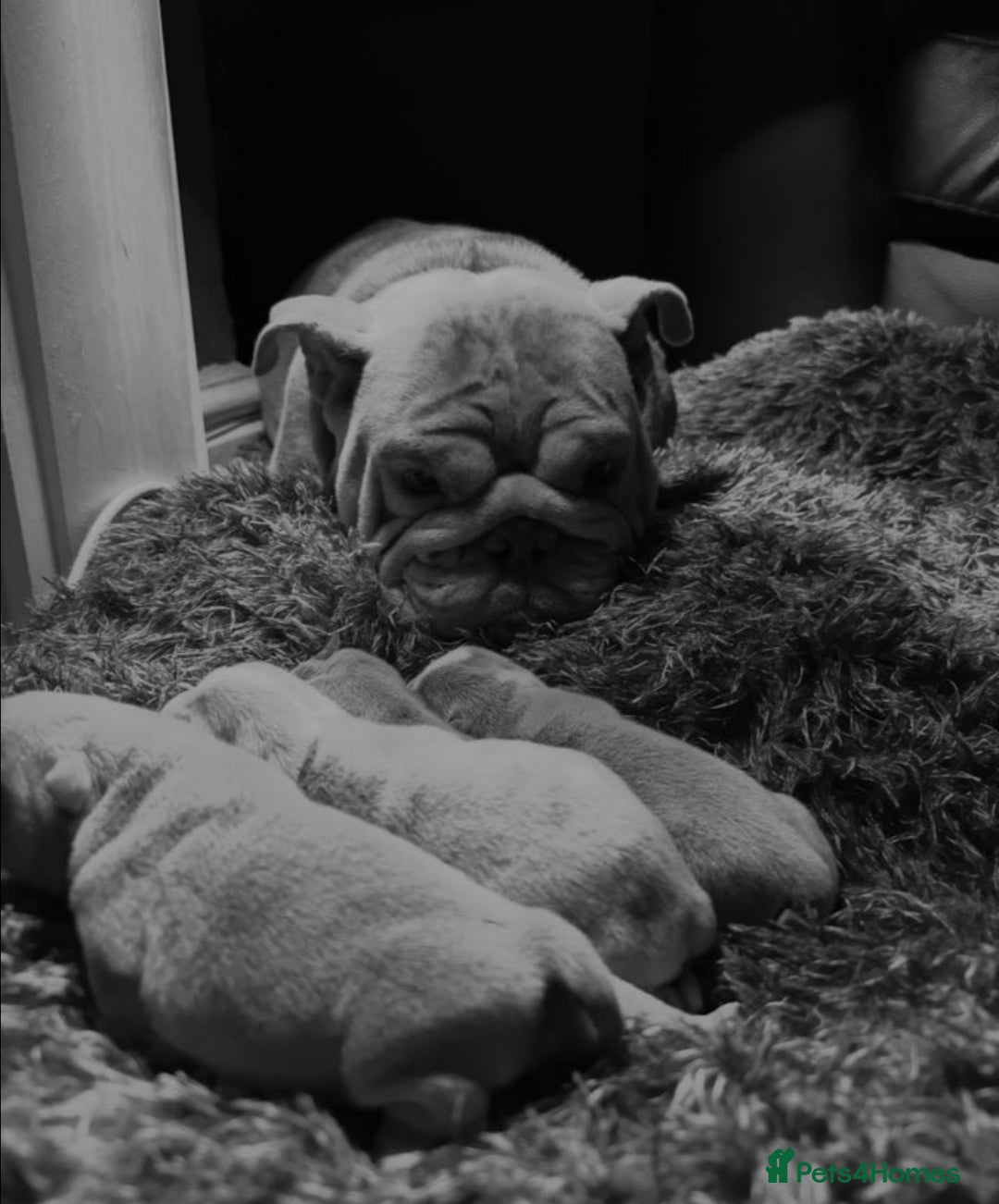 English Bulldog dogs for sale: English bulldog puppies  - Image 7