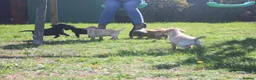 Springador dogs for sale: Springador puppies in Sandringham - Advert 7
