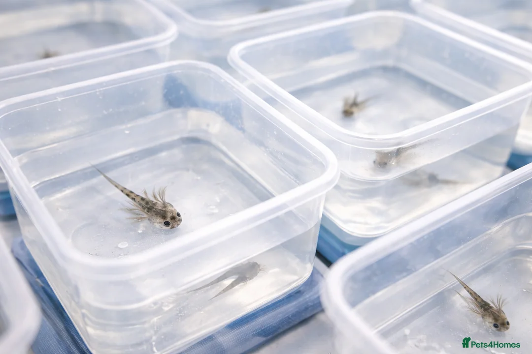 Axolotl reptiles for sale: Axolotl hatchlings - Advert 2