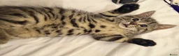 Mixed Breed cats for sale: Kittens  - Advert 7