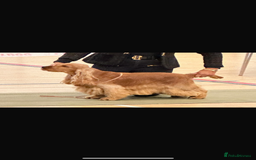 Cocker Spaniel dogs for sale: Show type cocker  spaniel “ Villaspaniol  ” kC reg - Image 14