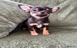 Chihuahua dogs for sale: Tiny chihuahua puppies  - Image 8