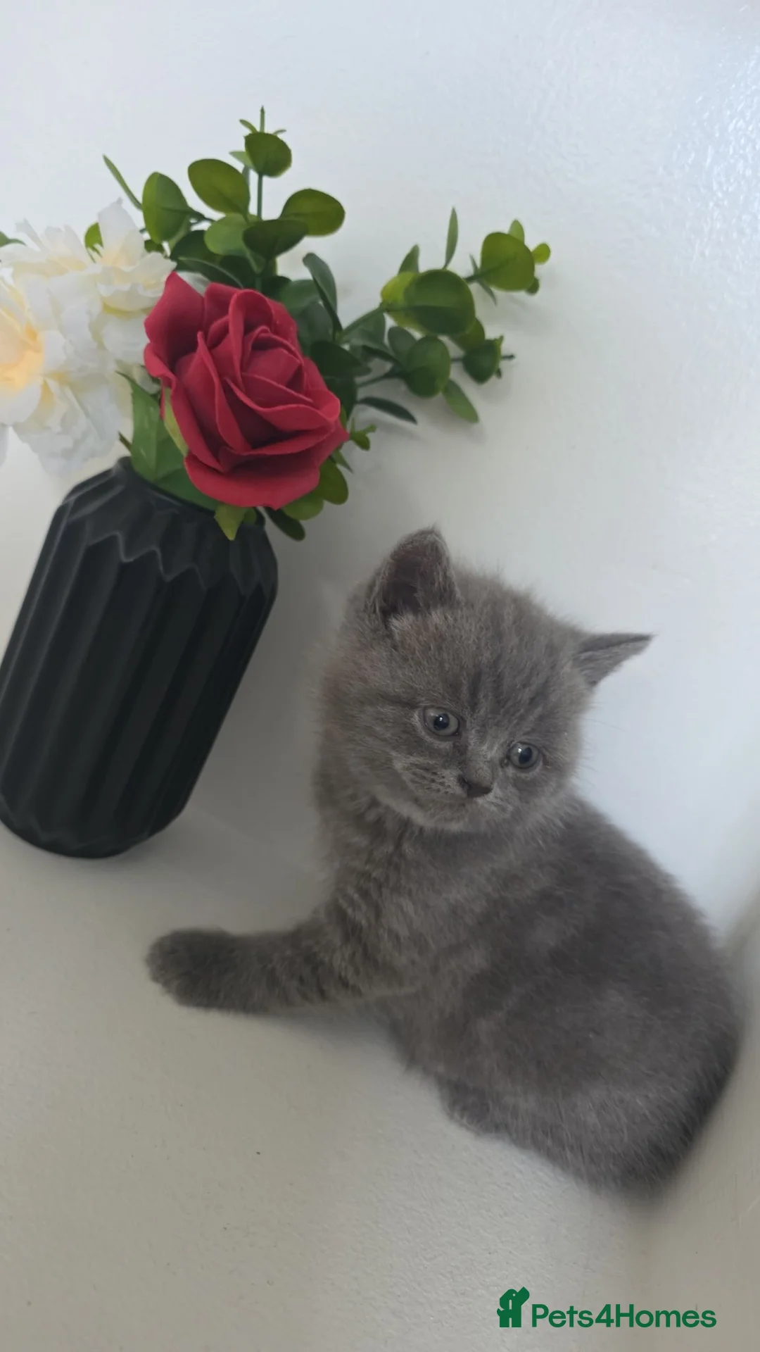 British Shorthair cats for sale: British shorthair  - Advert 2