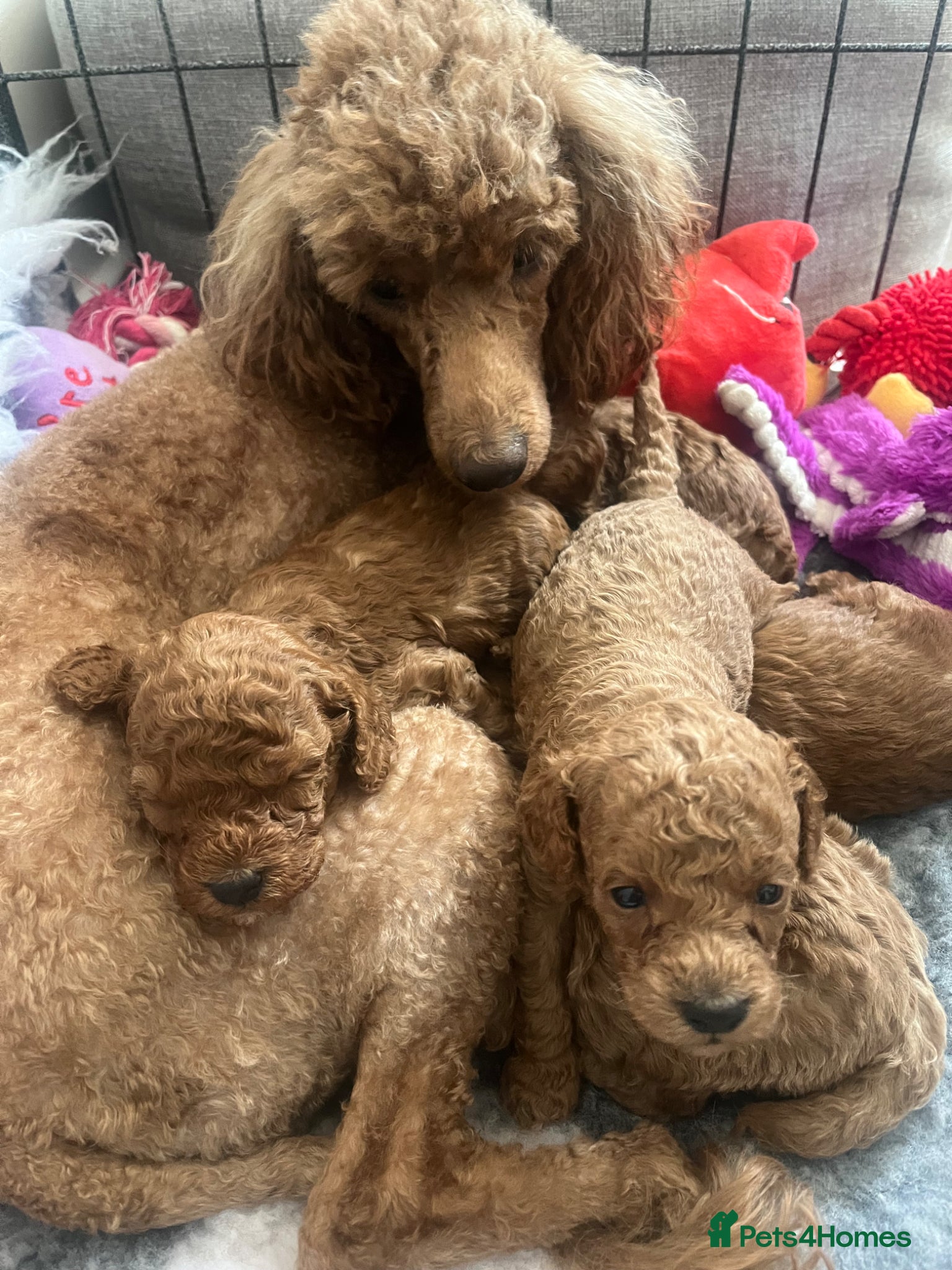 Toy Poodle dogs Toy poodle puppies  - Advert 9