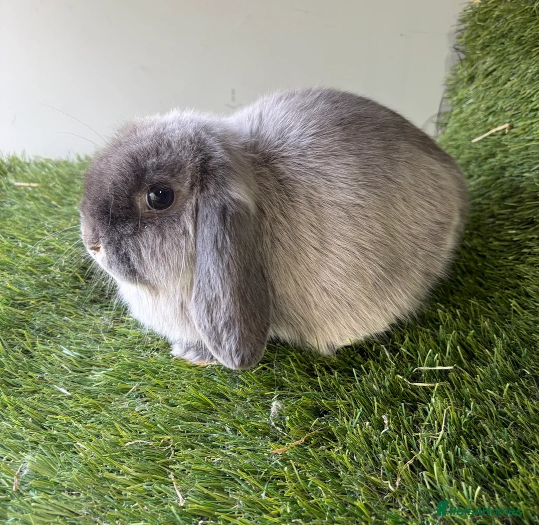 Mini Lop rabbits for sale: Stunning mini lop babies - Advert 2