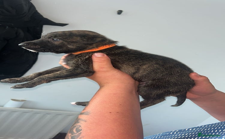 Lurcher dogs - Advert 3