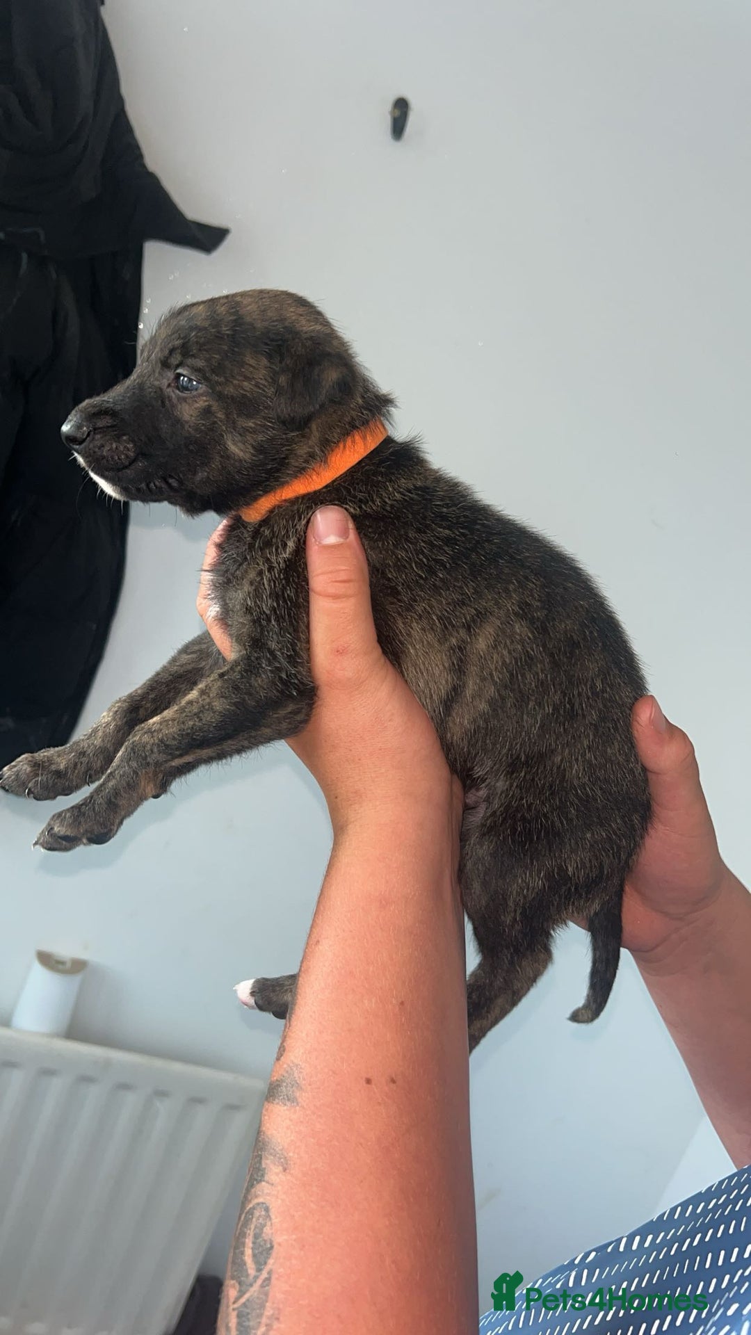 Lurcher dogs for sale: Lurcher - Image 1