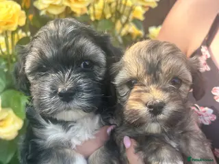 Lhasapoo dogs Lhasapoo puppies - Advert 9