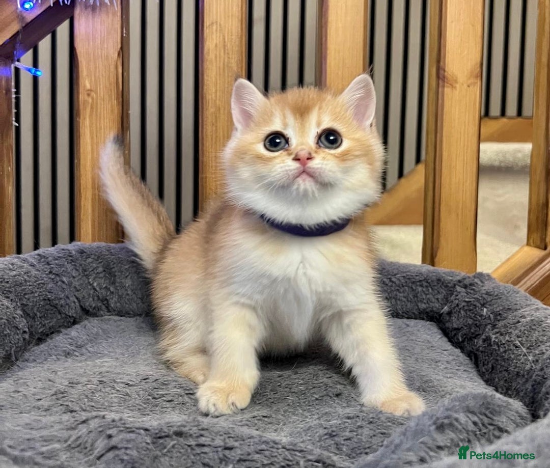 British Shorthair cats for sale: Fully pedigree kittens - Advert 7