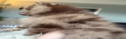 Pomeranian dogs for sale: 100% POM!🐻DNA&HEALTH TESTED!🧬 - Advert 2