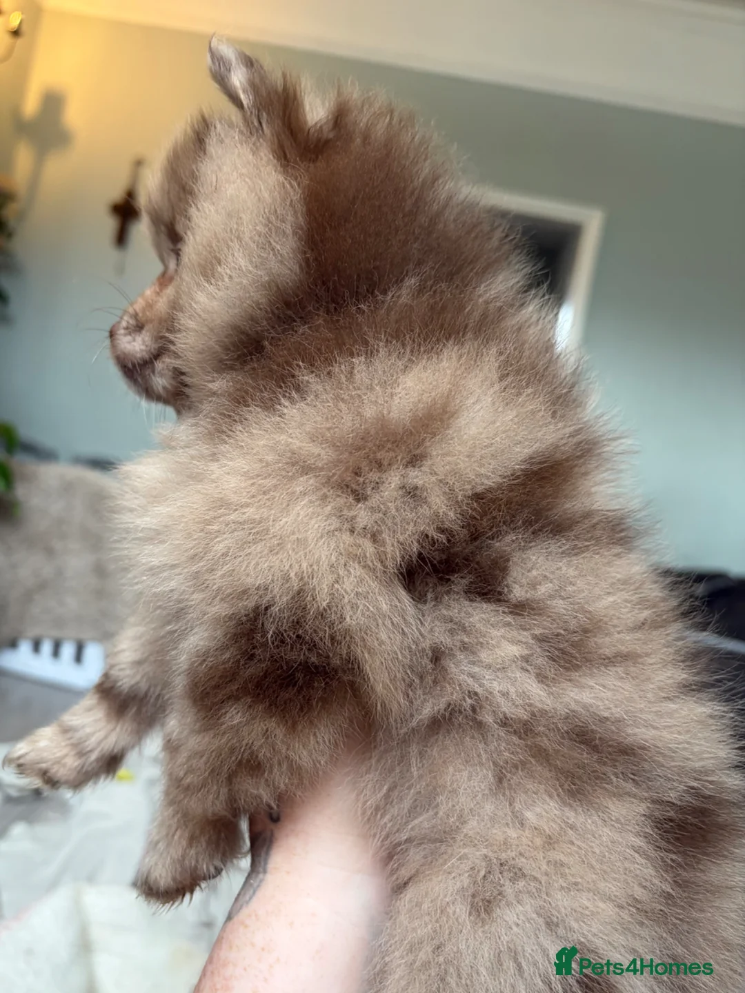 Pomeranian dogs for sale: 100% POM!🐻DNA&HEALTH TESTED!🧬 - Advert 2