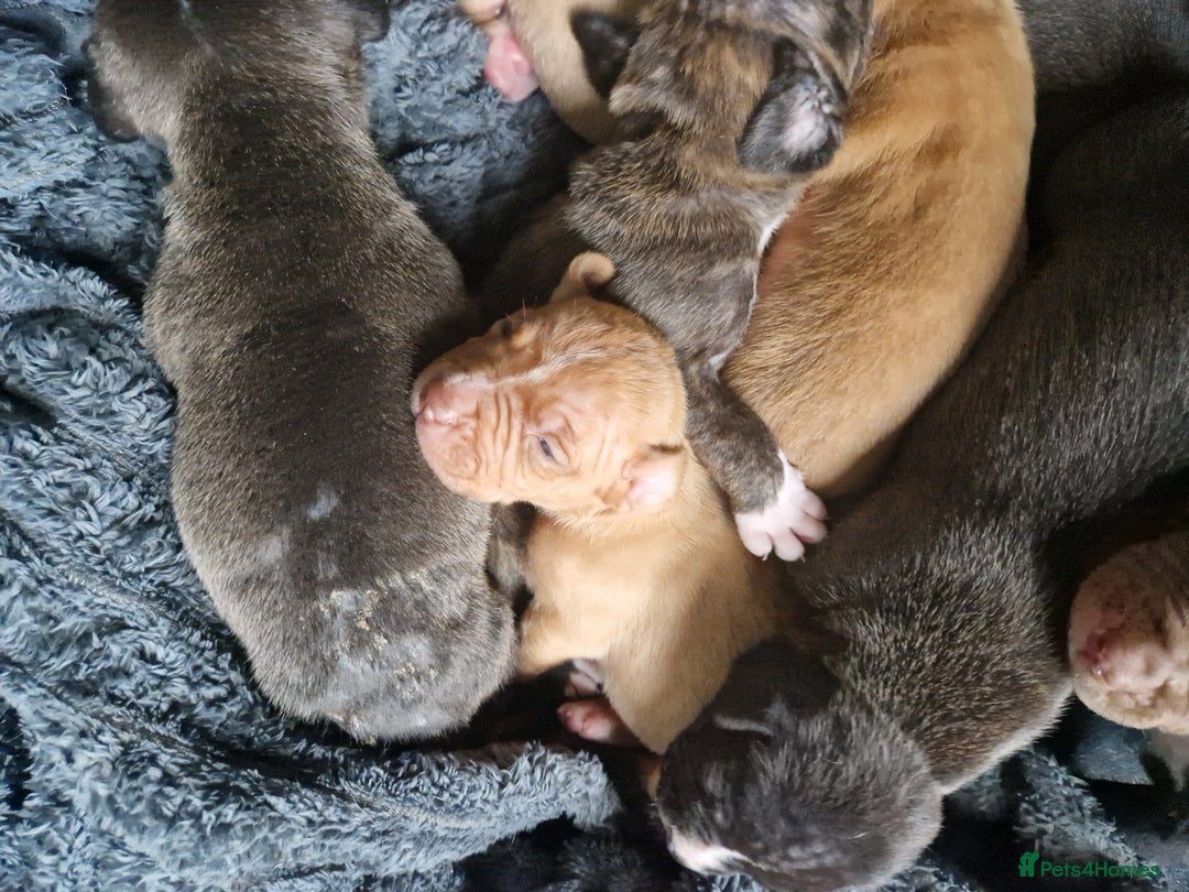 Mixed Breed dogs for sale: Presa/American Johnson bulldog - Image 5