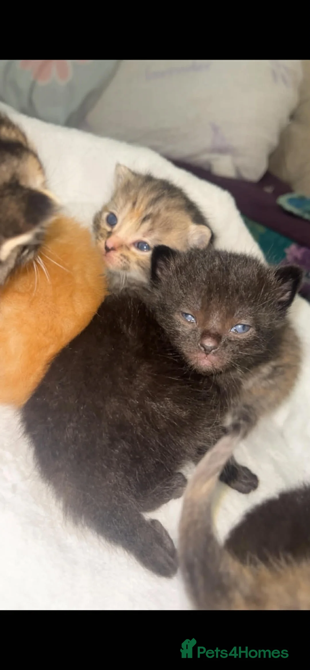 Mixed Breed cats for sale: Adorable little kittens  in Camberley - Advert 16