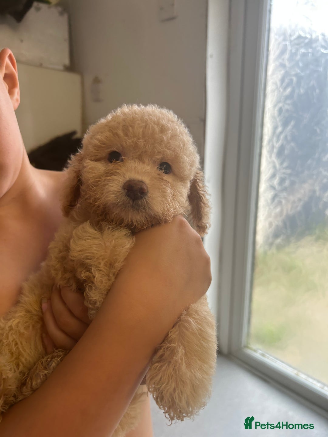 Cockapoo dogs for sale: Cockapoo puppy's  - Image 4
