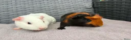 Guinea Pig rodents for sale: Sows and Trio of Boars  - Advert 15