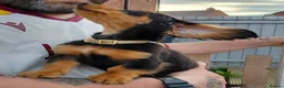 Miniature Dachshund dogs for sale: ✨️Available & Ready✨️3 Left✨️Longhaired Mini's✨️ - Advert 14