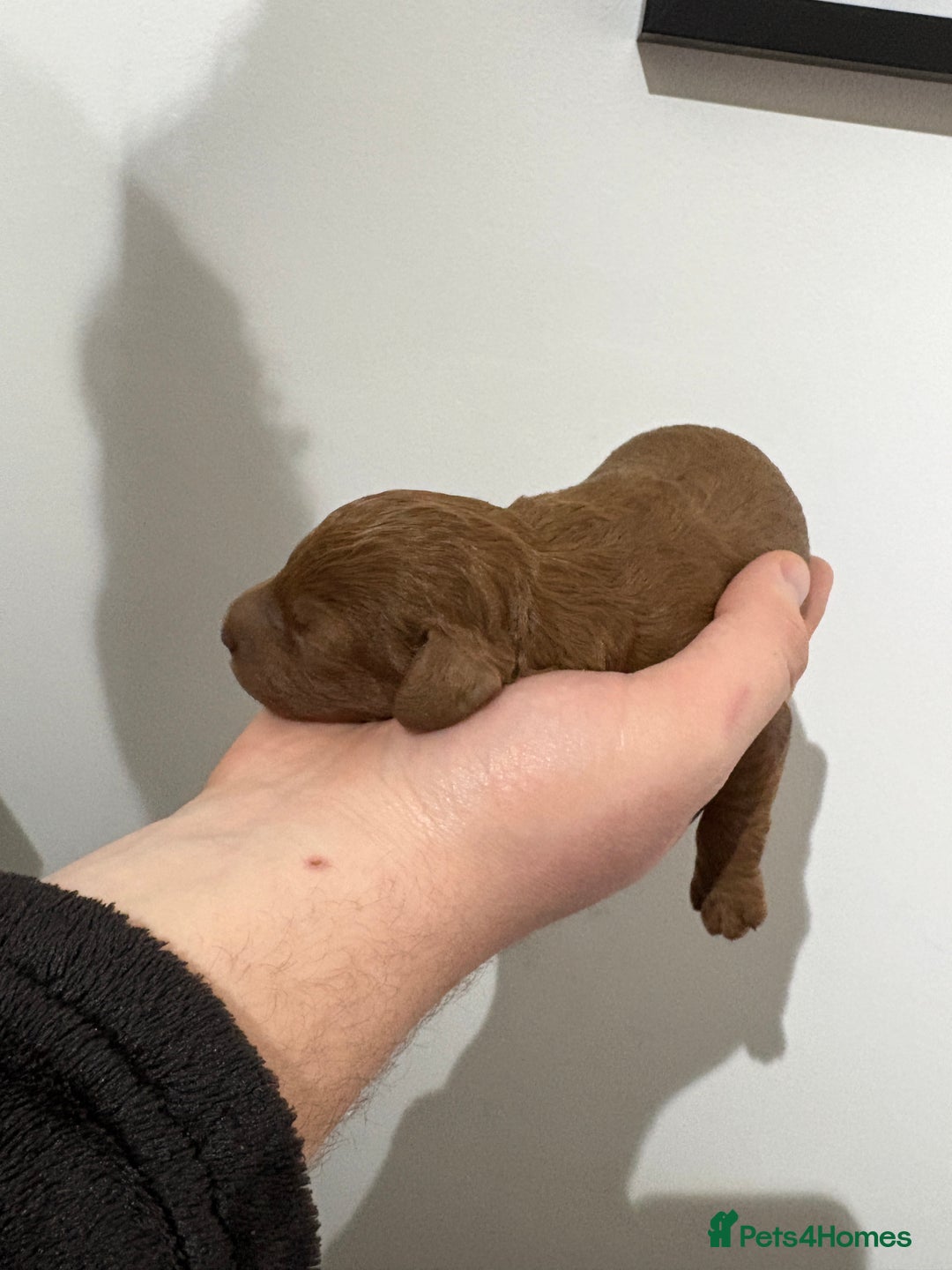 Cavapoo dogs for sale: 4 gorgeous cavapoo puppies - Advert 4