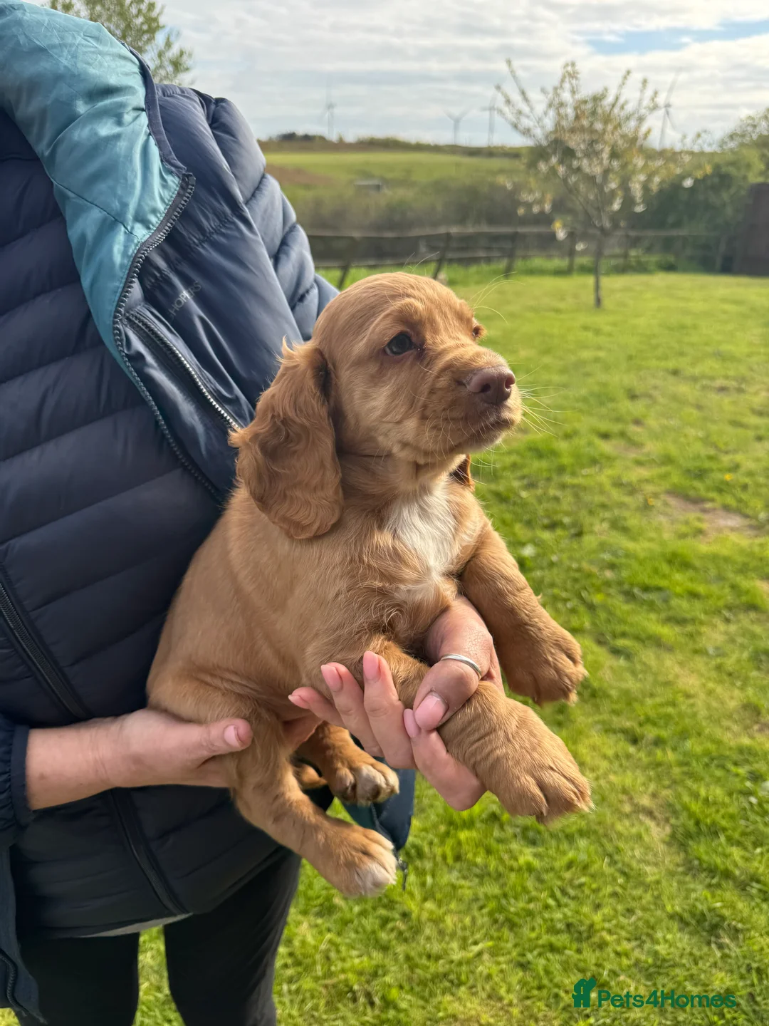 Cocker Spaniel dogs for sale: Working cocker spaniels - Advert 1