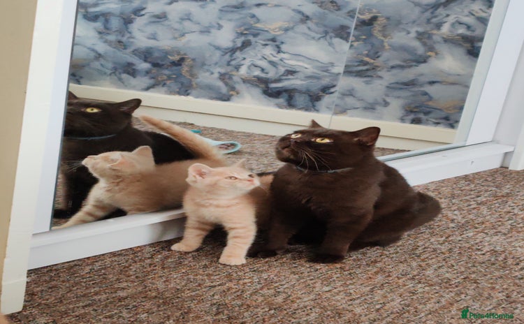 British Shorthair cats - Advert 2