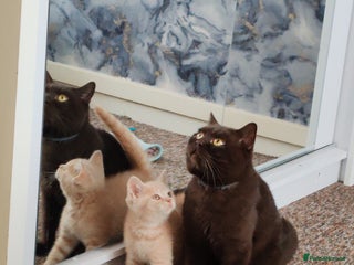 British Shorthair cats - Advert 3