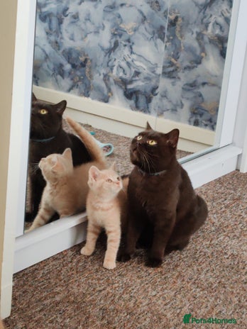 British Shorthair cats - Advert 8