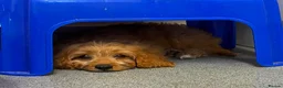 Cavapoo dogs for sale: F1 Red Cavapoo puppies ( health tested) - Advert 4