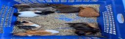 Guinea Pig rodents for sale: Guinea pigs - Advert 4