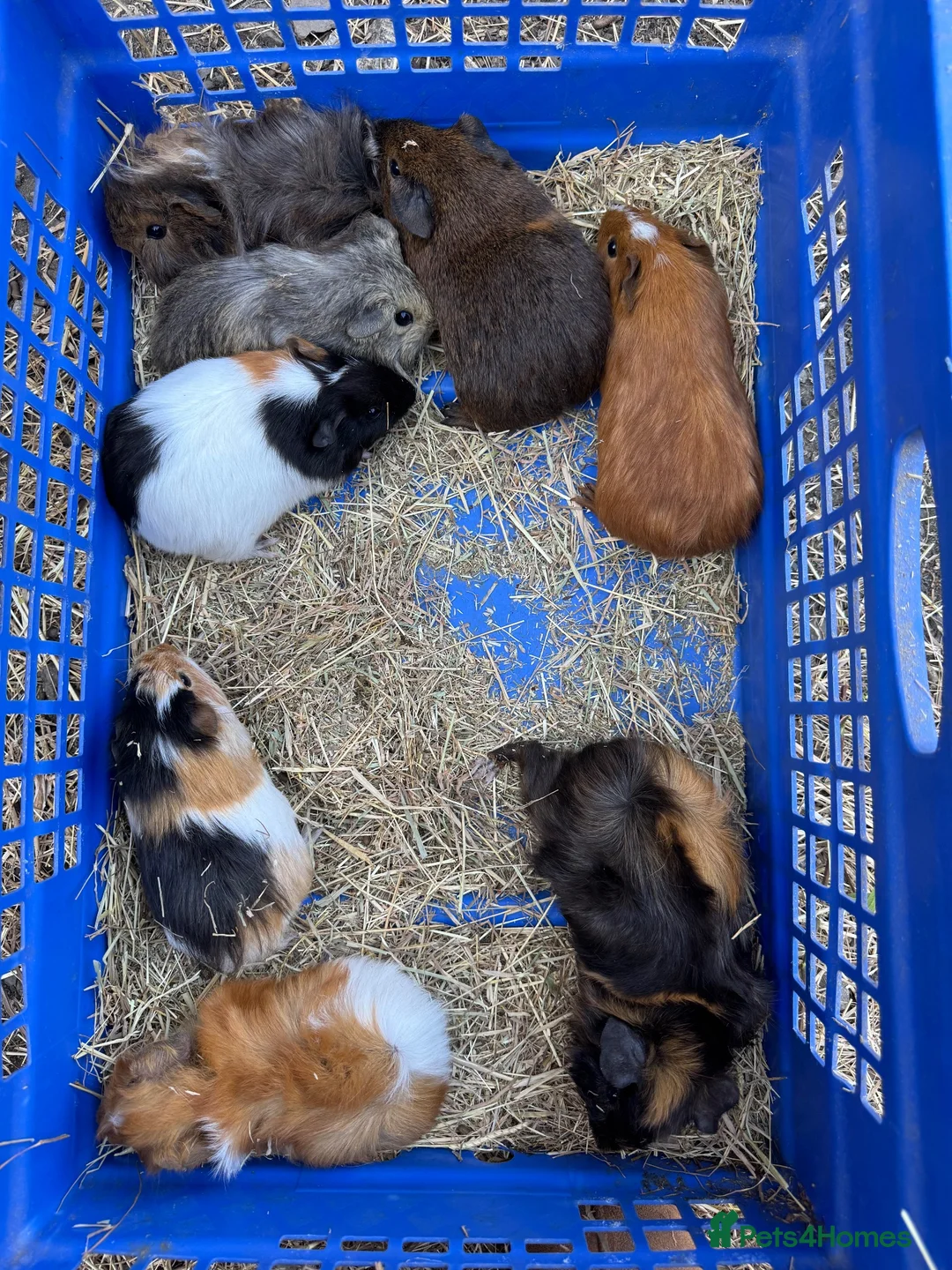 Guinea Pig rodents for sale: Guinea pigs - Advert 4