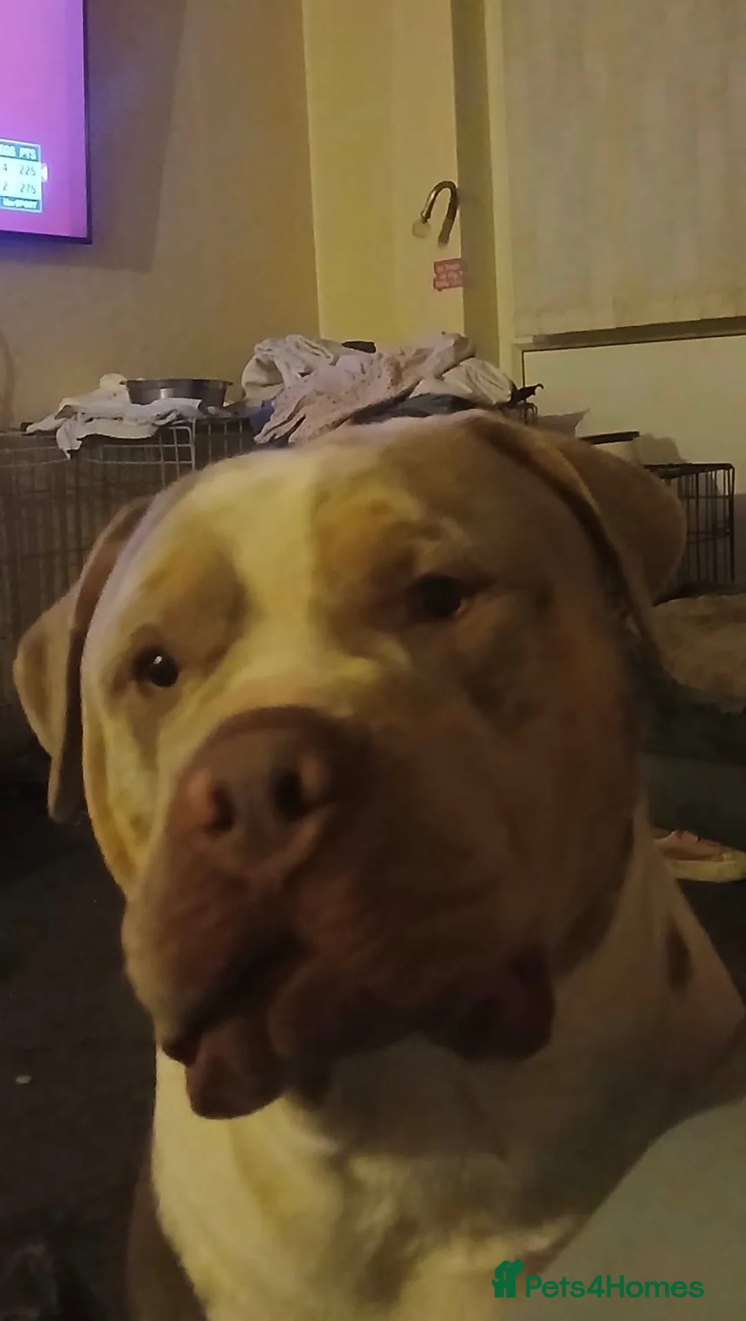 American Bull Staffy dogs for sale: 2 Brothers For Sale - Advert 18