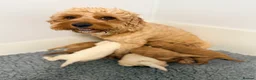 Cavapoo dogs for sale: Health tested Cavapoo puppies - Advert 11