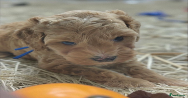 Cavapoo dogs - Advert 7