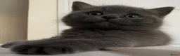 British Shorthair cats for sale: Amazing Pedigree British Shorthair Kittens  - Advert 12