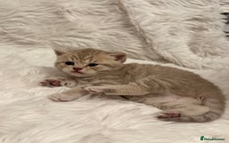British Shorthair cats for sale: 🐾 Adorable British Shorthair Kittens for Sale 🐾 - Image 6