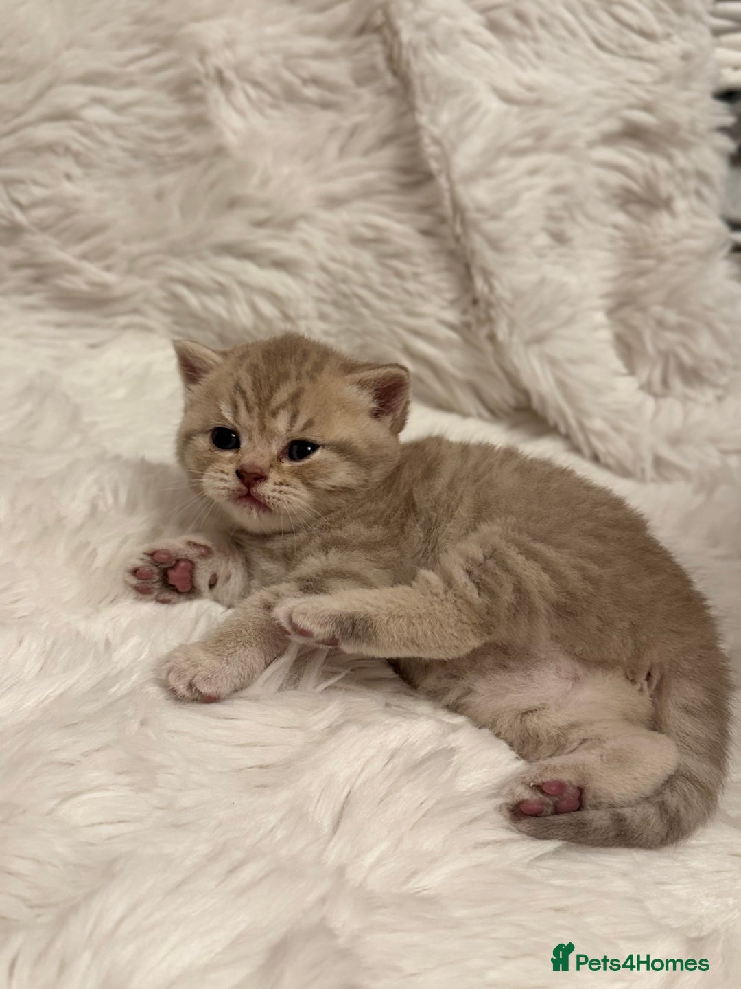 British Shorthair cats for sale: 🐾 Adorable British Shorthair Kittens for Sale 🐾 - Image 6