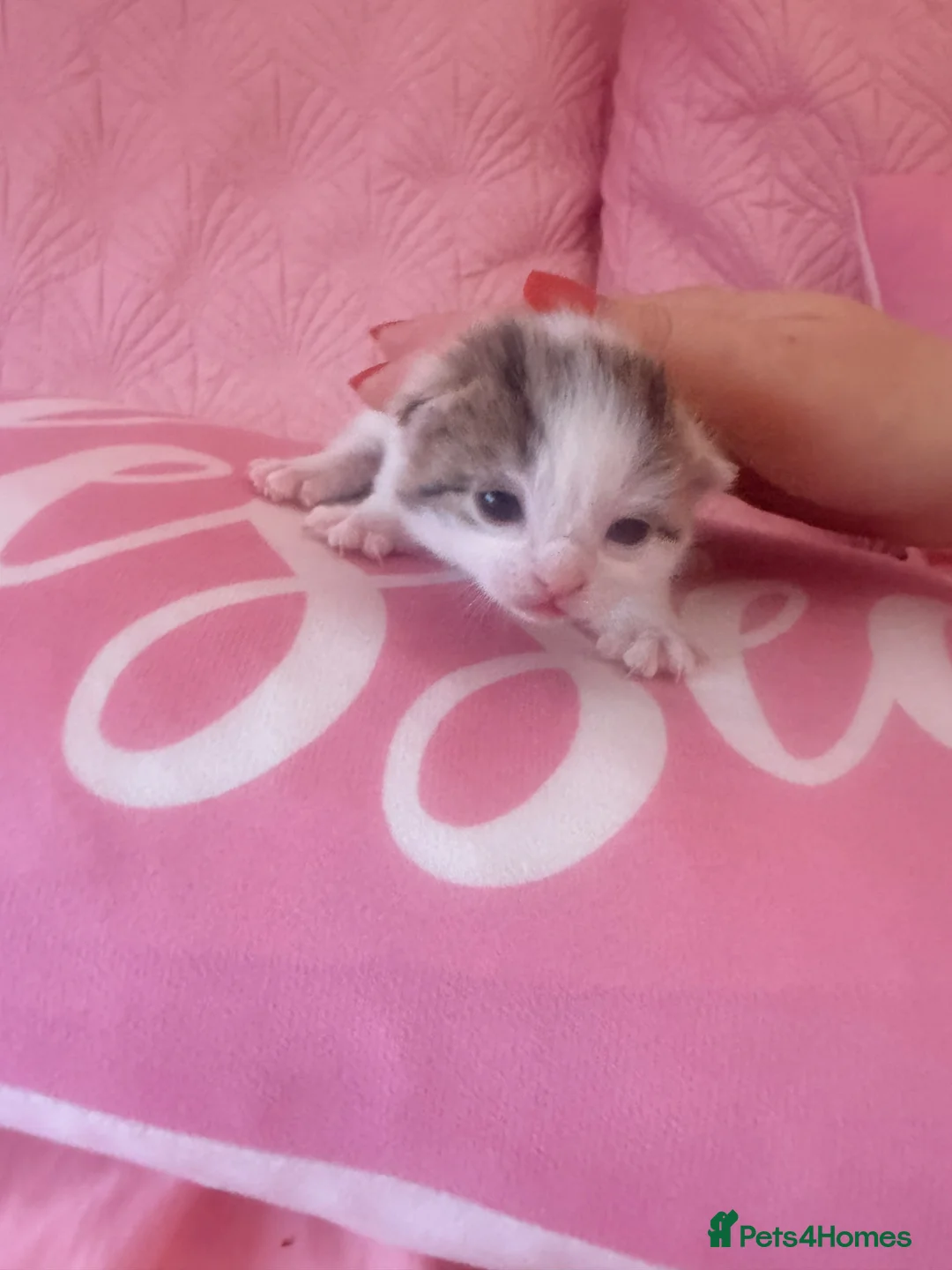 Mixed Breed cats for sale: Six gorgeous tabby kittens for sale! - Advert 2