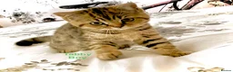 British Shorthair cats for sale: British Shorthair kittens - Advert 2
