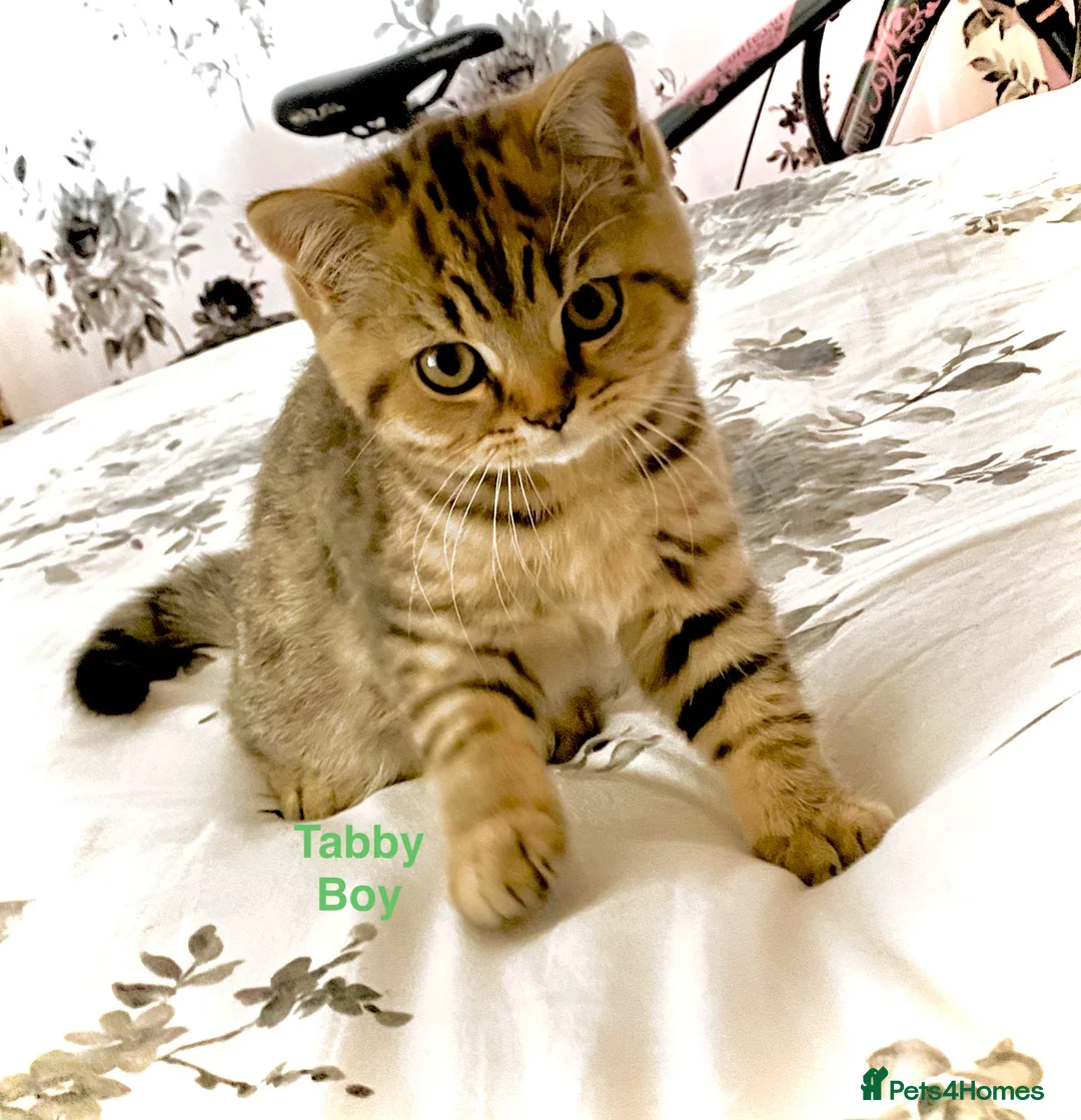 British Shorthair cats for sale: British Shorthair kittens - Advert 2