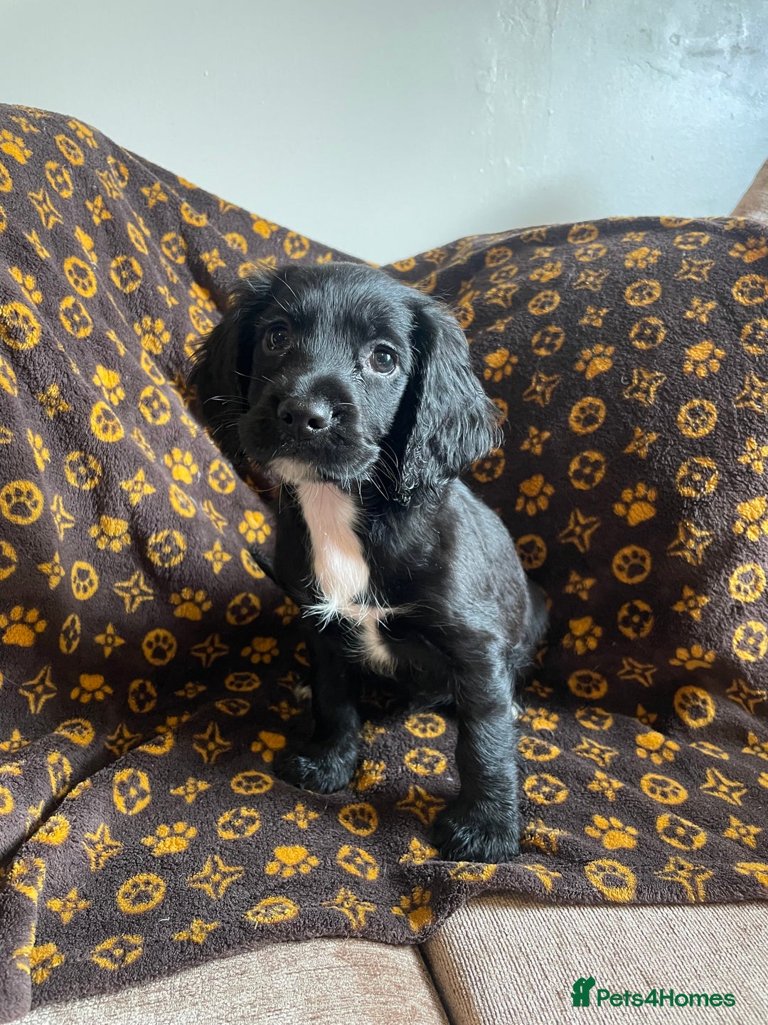 Cocker Spaniel dogs for sale: COCKER SPANIEL GIRLS READY FOR NEW HOMES  - Image 6