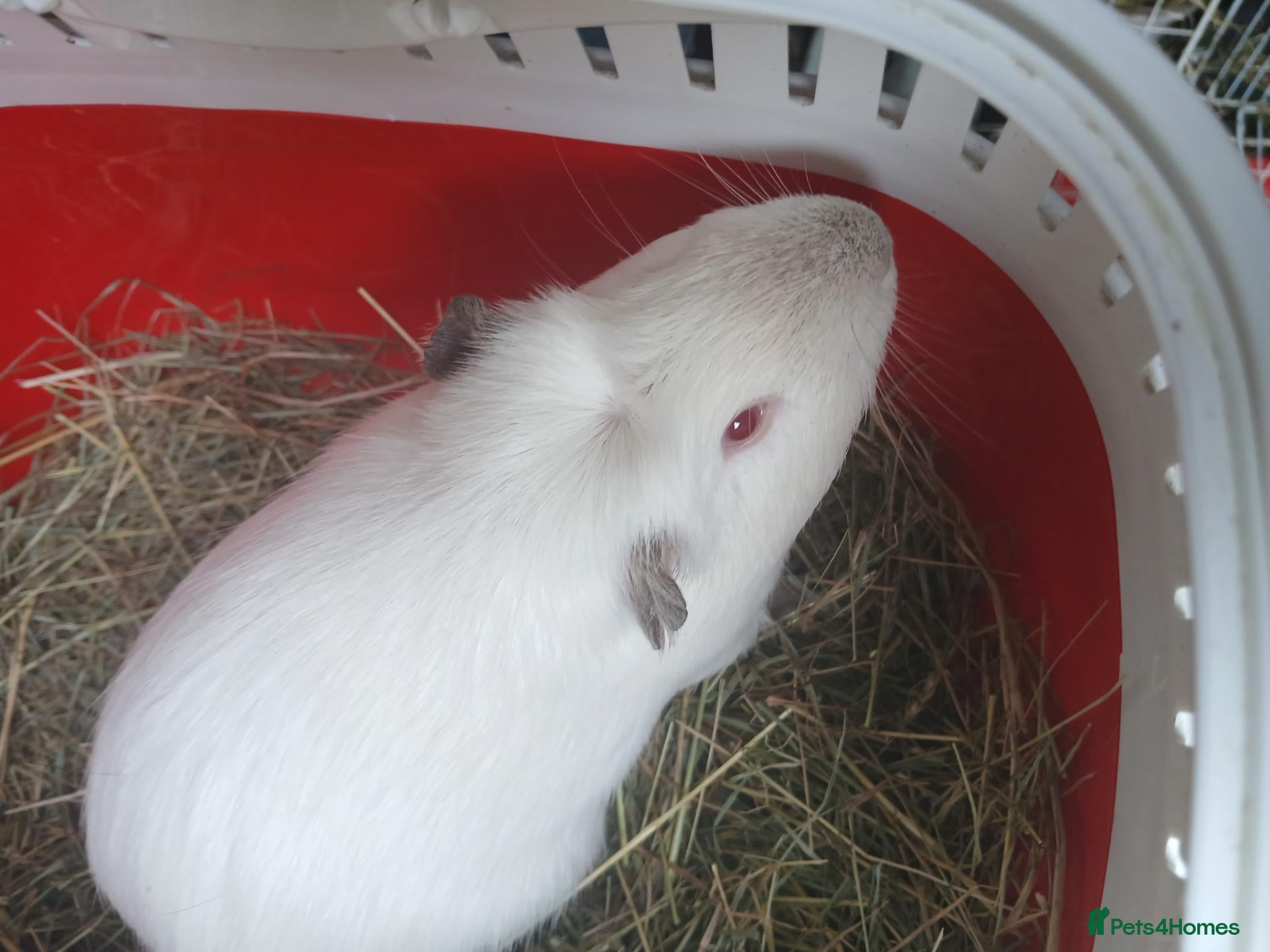 Guinea Pig rodents for sale: Baby boars for sale (REDUCED) - Advert 2
