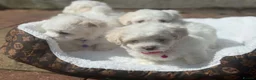 Maltese dogs for sale: 🐶 5 Beautiful Maltese🤍 in Coventry - Advert 4