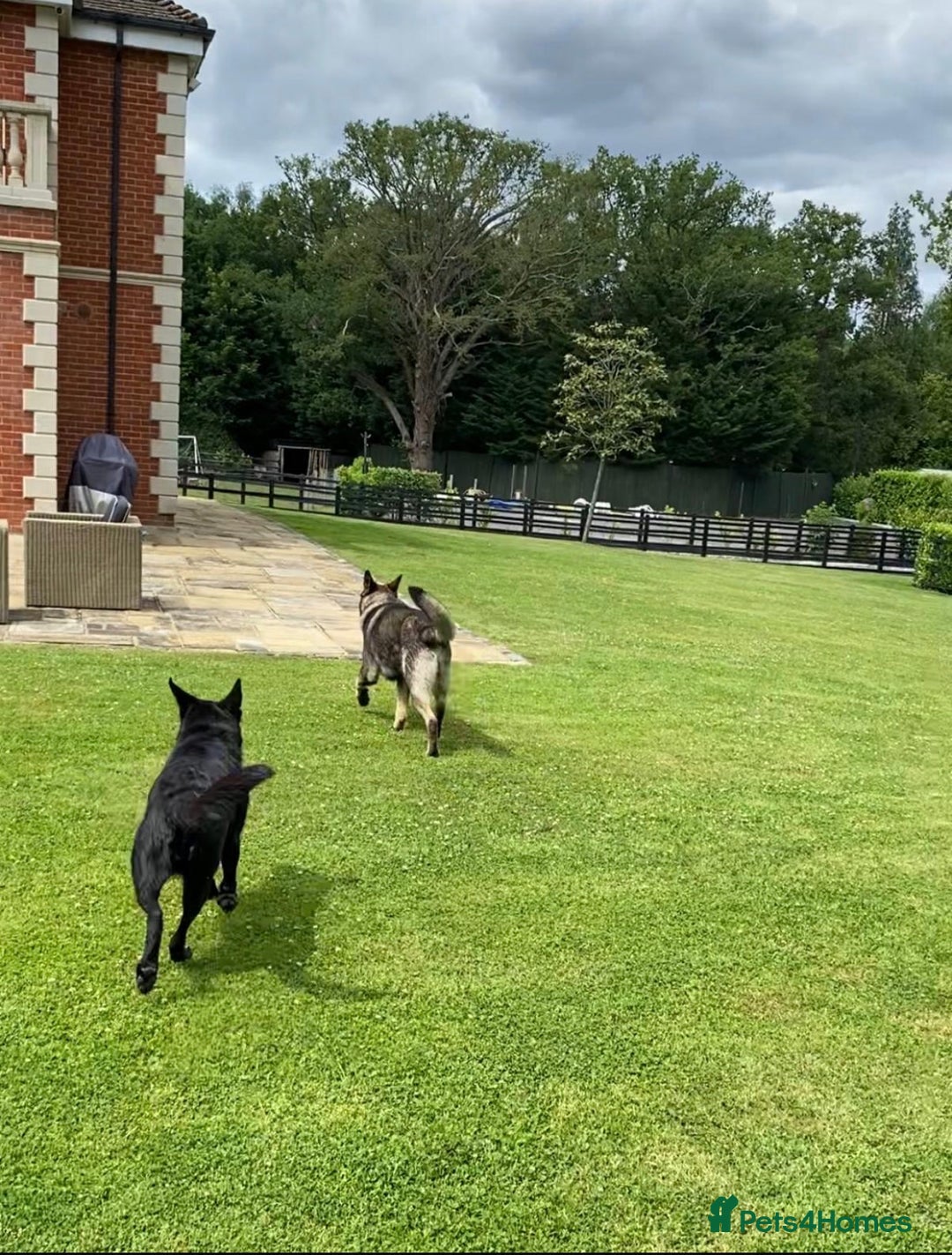 German Shepherd dogs for sale: KC Straight back GSD Puppies 🐶  - Image 4