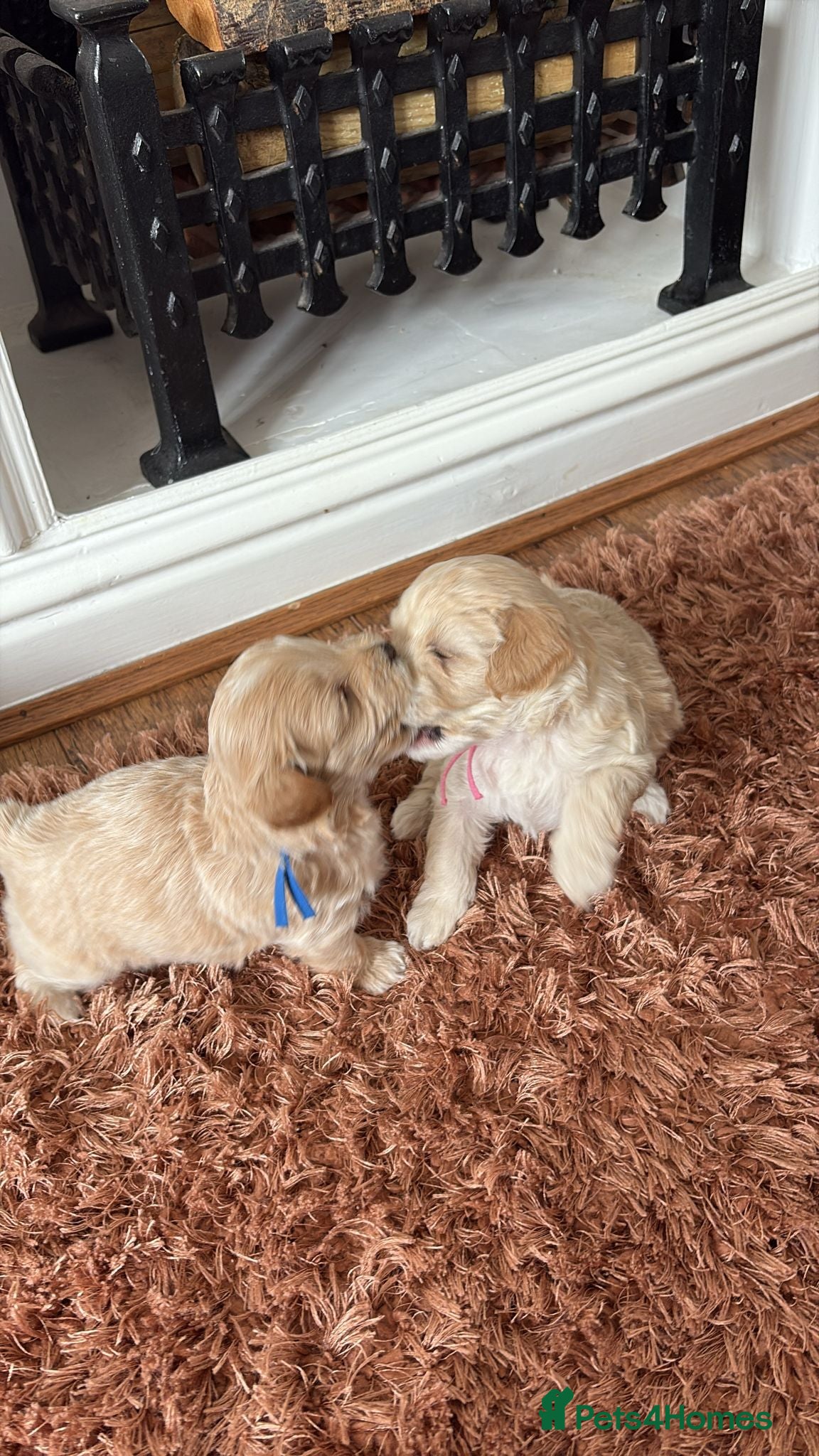 Mixed Breed dogs Cavapoo puppies for sale - Advert 1