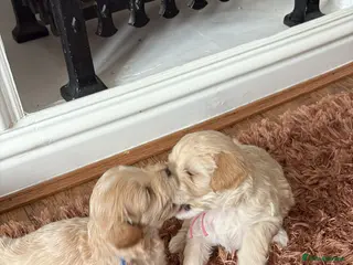 Mixed Breed dogs Cavapoo puppies for sale - Advert 1