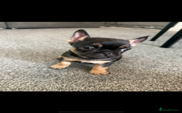 French Bulldog dogs for sale: Fluffy ** frenchies  - Image 31